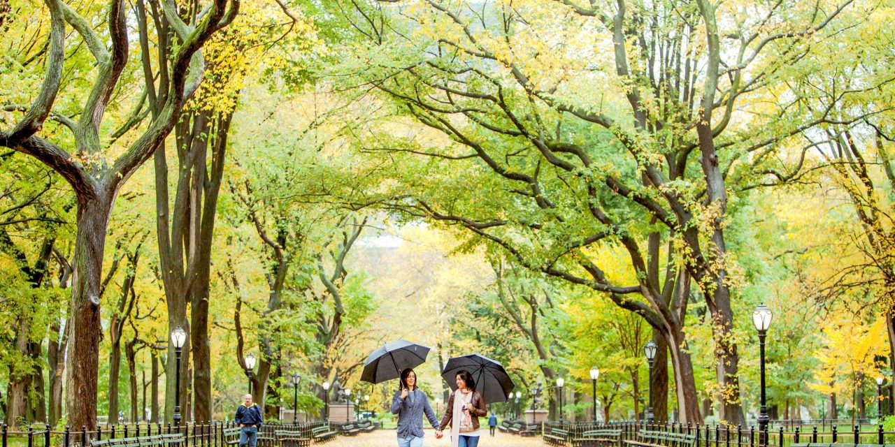 A Central Park Proposal One Year in the Making
