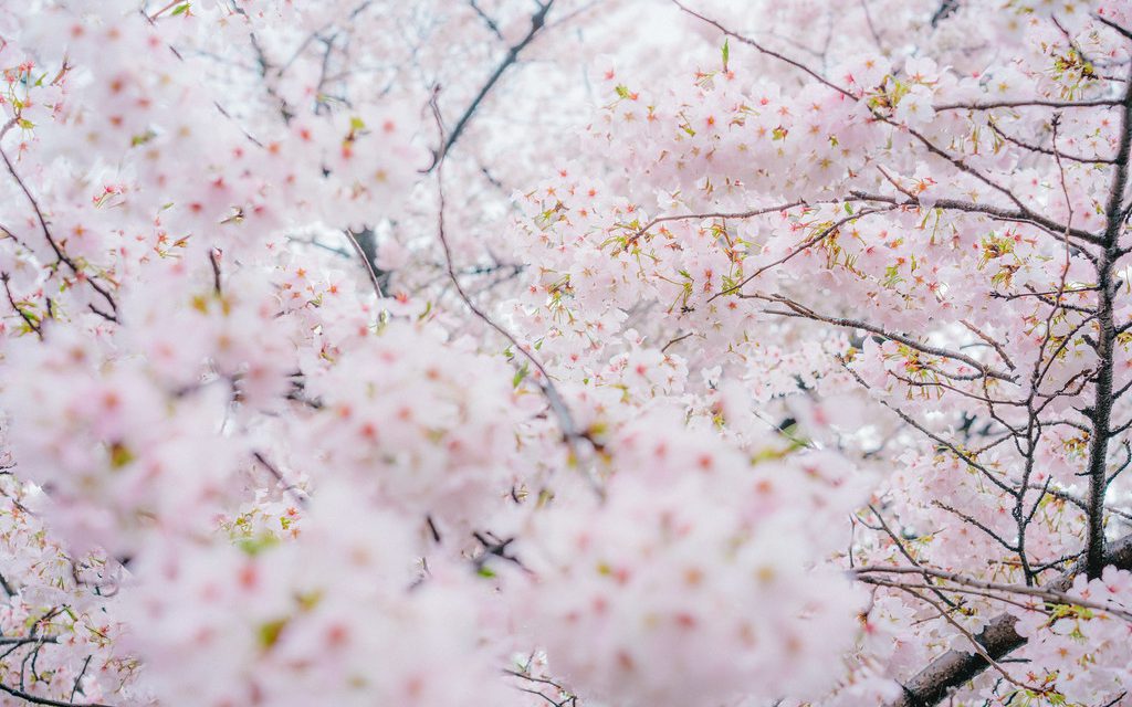 Sakura Season Around the World