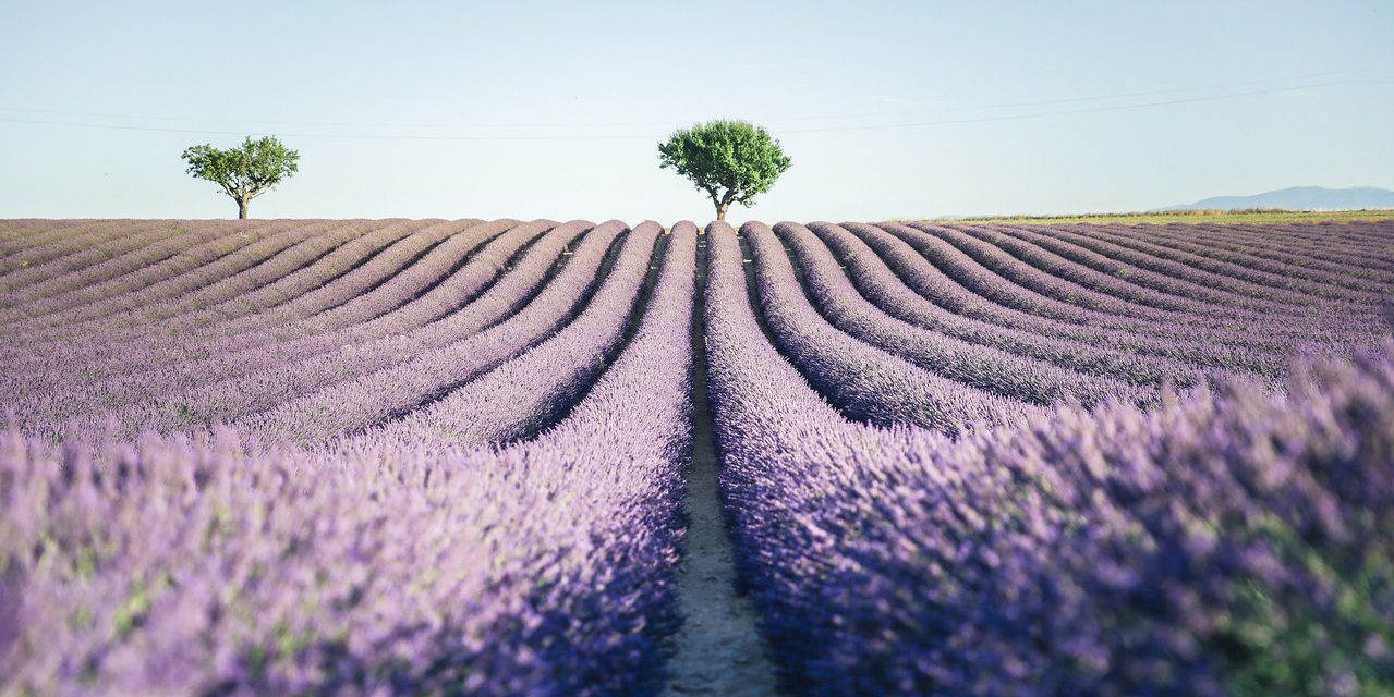 5 Things to Know Before Visiting France During Lavender Season
