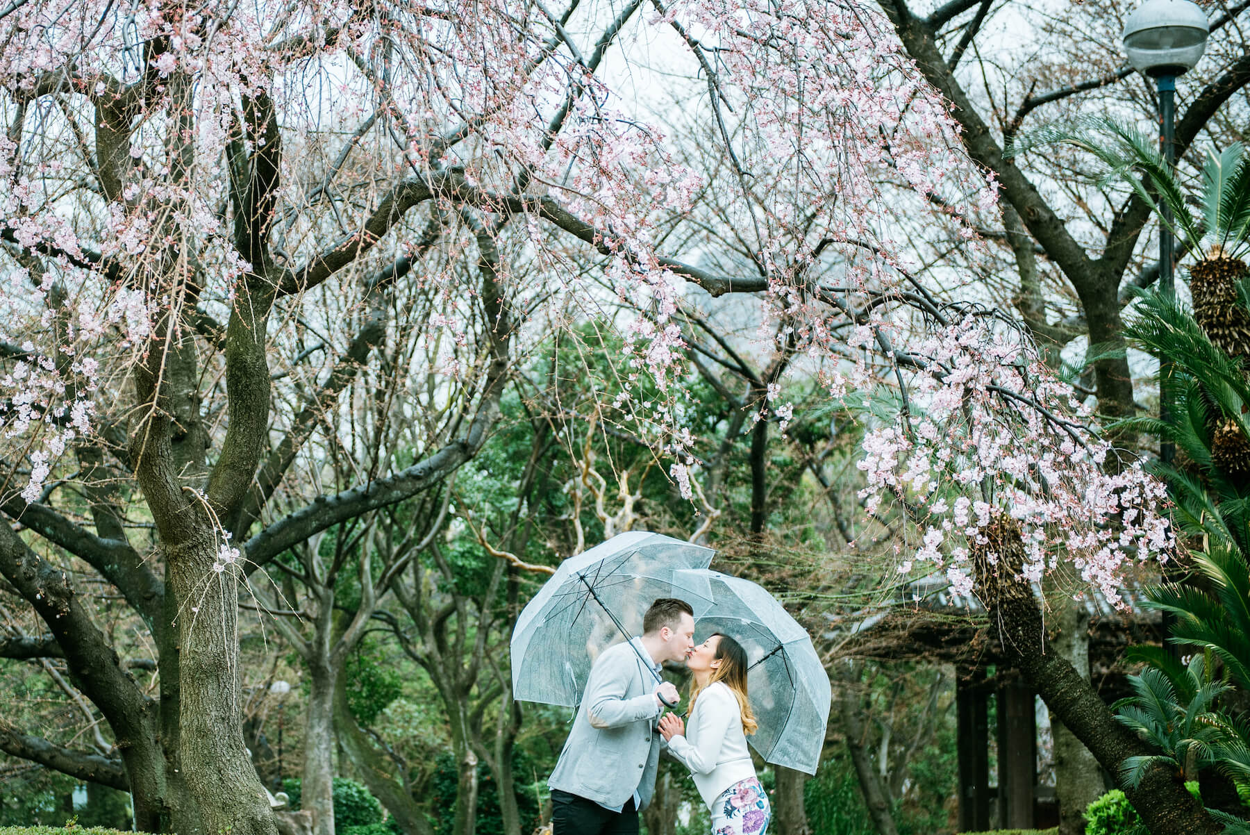 couple standing under cherry blossom tree with clear umbrellas as it's raining in Tokyo, Japan