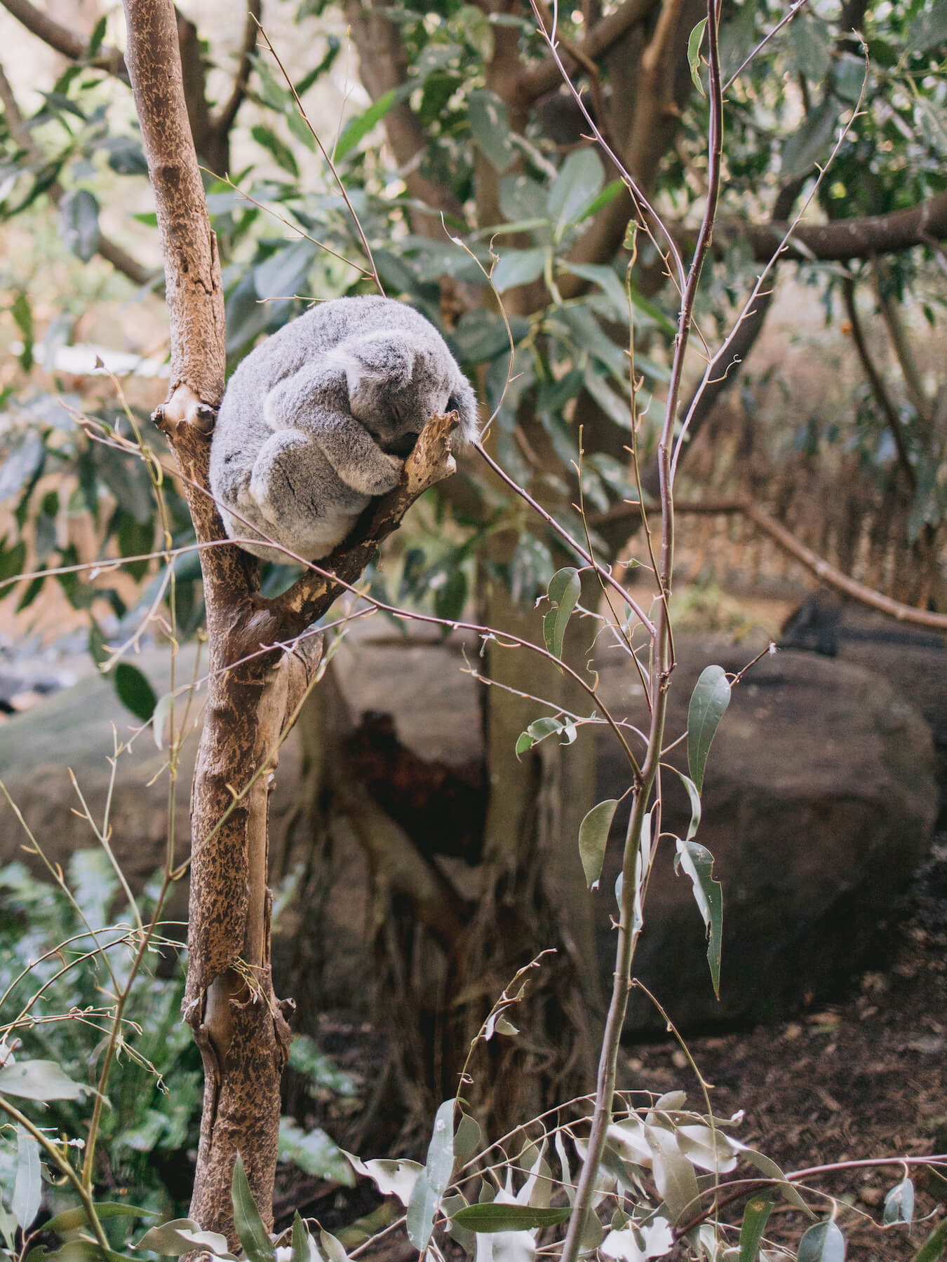 Koala bear in Sydney Australia