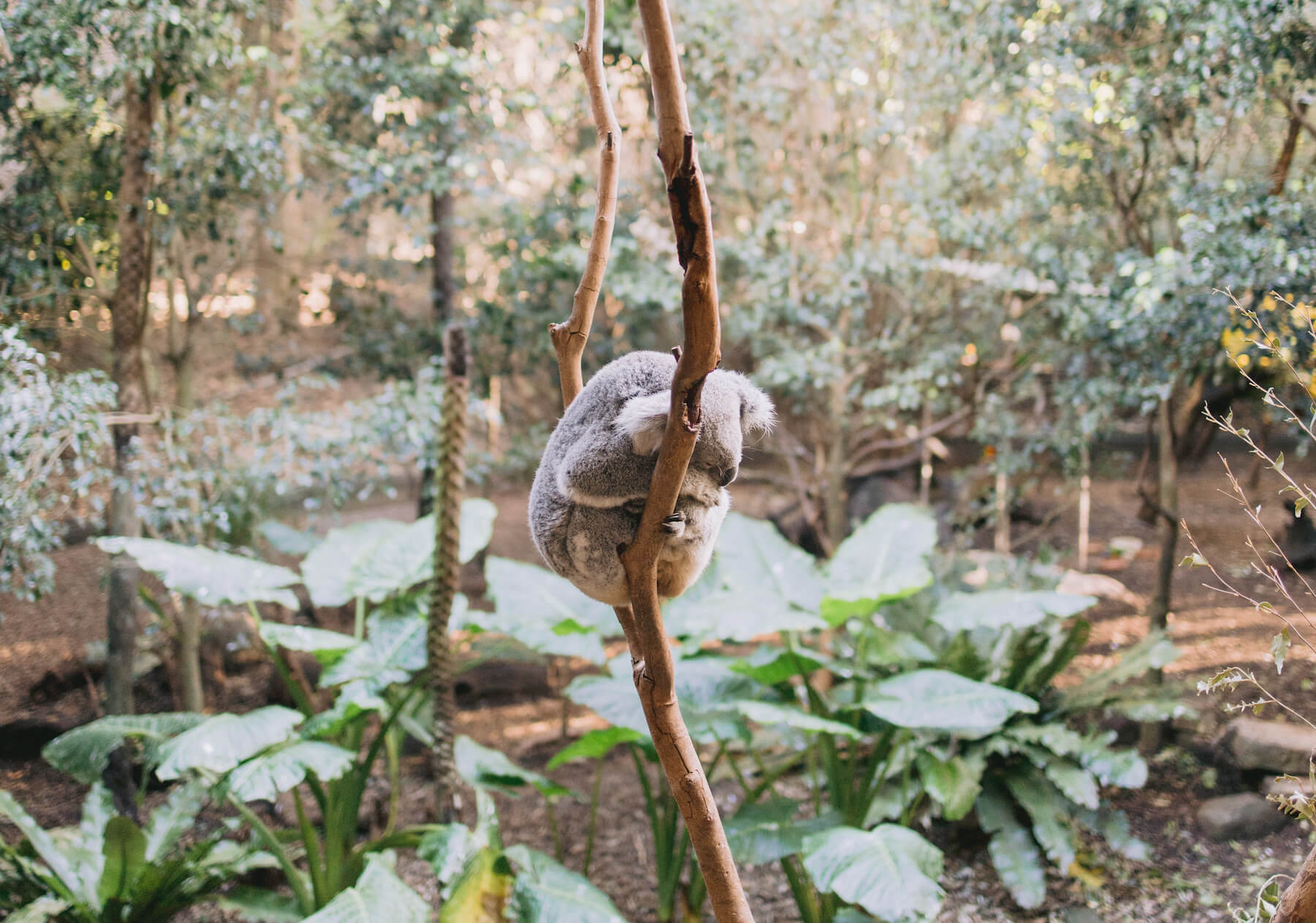 Koala bear in Sydney Australia