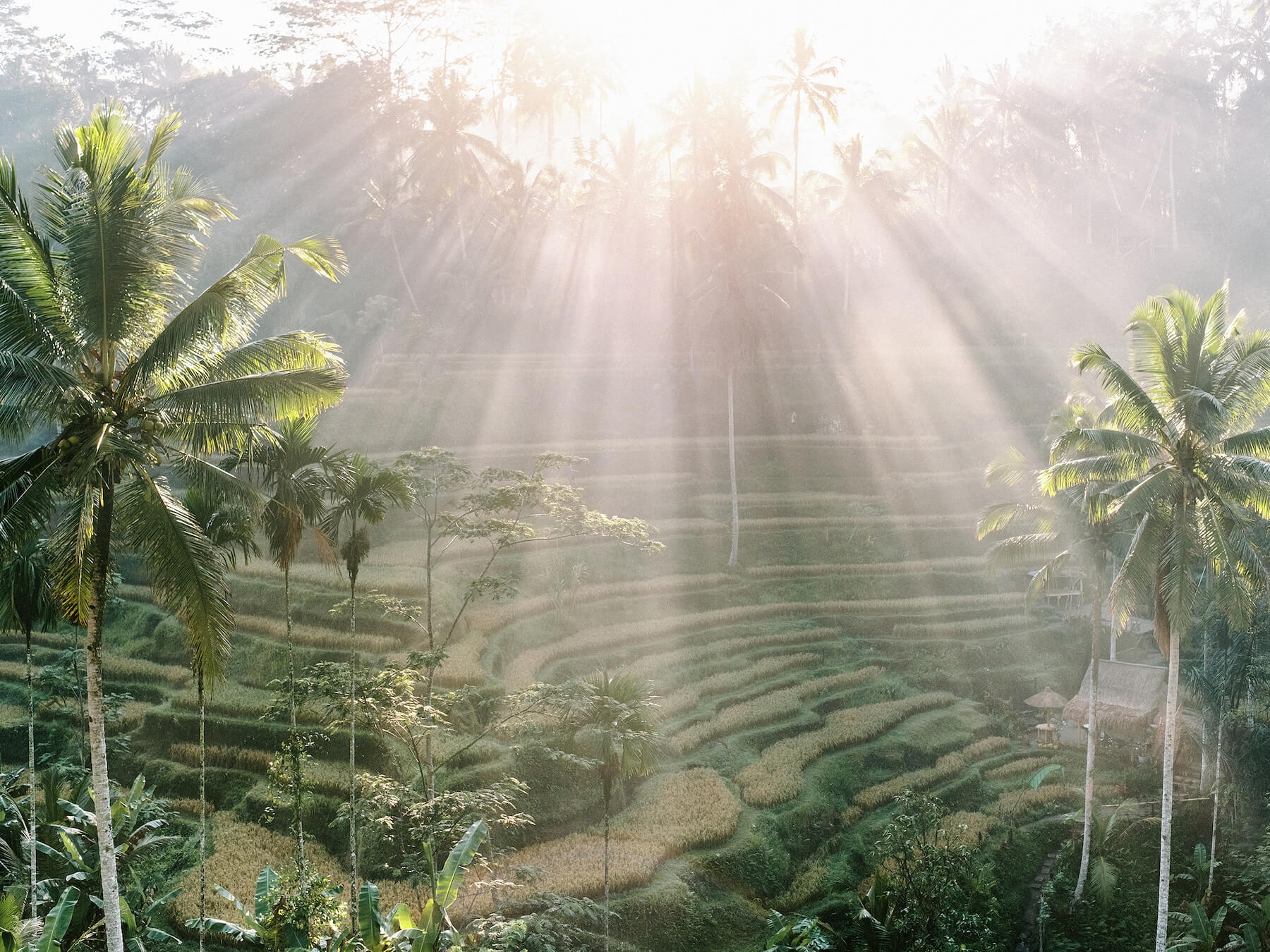 Travel home decor, fine art print of the Tegallalang Rice Terrace in Bali, Indonesia